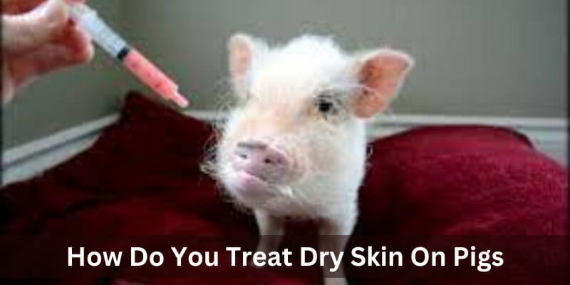 how do you treat dry skin on pigs