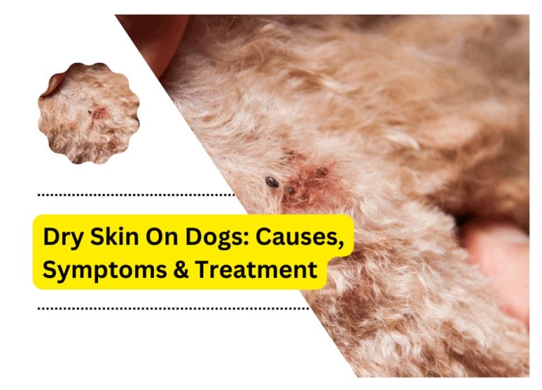 Dry Skin On Dogs: Causes, Symptoms & Treatment